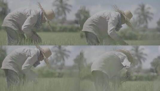 柬埔寨水稻种植高清在线视频素材下载