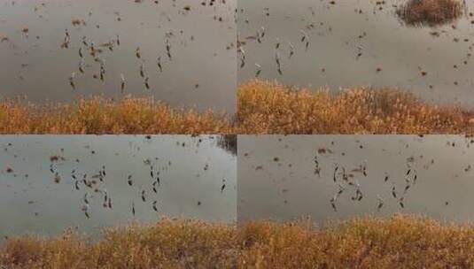 深秋湿地芦苇鹭鸟栖息光影空镜合集高清在线视频素材下载