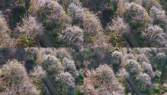 航拍福州永泰青梅花（葛岭万石村）13高清在线视频素材下载