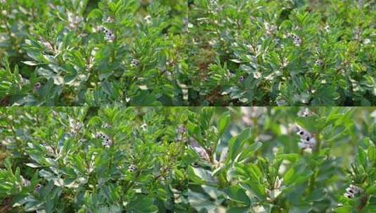 相机高清摄农村菜田蚕豆花开高清在线视频素材下载