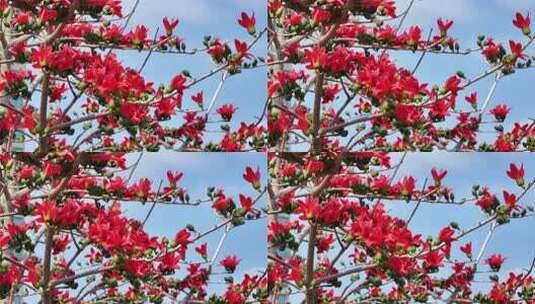 盛开的木棉花特写高清在线视频素材下载