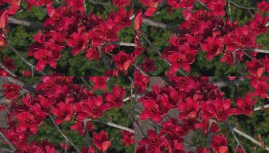 盛开的木棉花特写高清在线视频素材下载