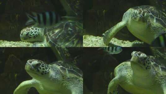 动物园海龟高清在线视频素材下载
