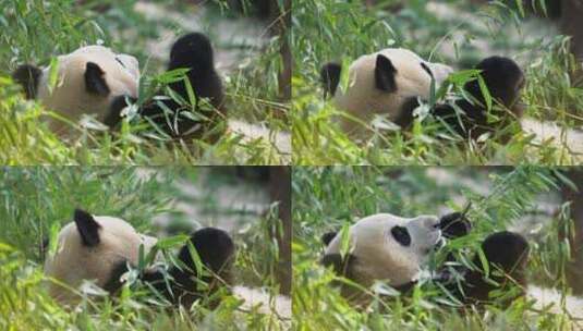 懒洋洋的大熊猫躺着吃竹子高清在线视频素材下载