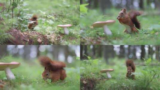 森林蘑菇松鼠觅食治愈童话高清在线视频素材下载