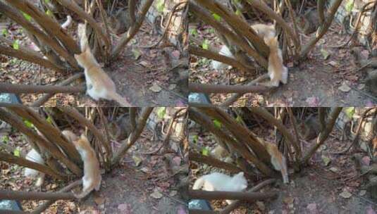 小奶猫在玩耍打闹爬树高清在线视频素材下载