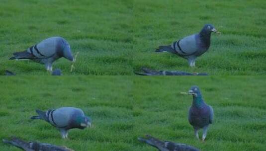 草地草坪上觅食的鸽子高清在线视频素材下载