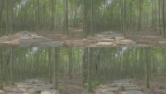 阳光下竹林里的小路高清在线视频素材下载