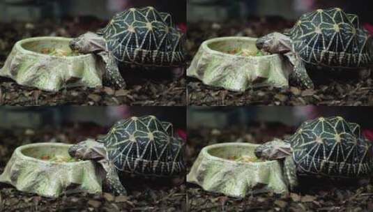 乌龟吃东西高清在线视频素材下载