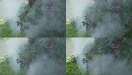 园林造雾景观高清在线视频素材下载