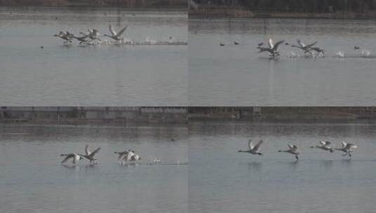 湖泊湿地白天鹅水面起飞翱翔2高清在线视频素材下载