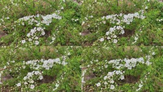 珍珠绣线菊花卉春天空镜高清在线视频素材下载