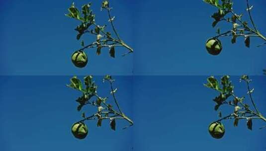 蓝天下树枝上的果实高清在线视频素材下载