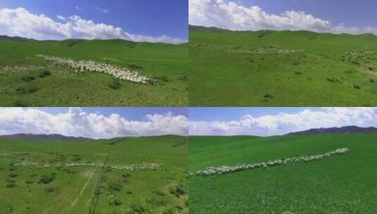 草原上羊吃草奔跑航拍高清在线视频素材下载