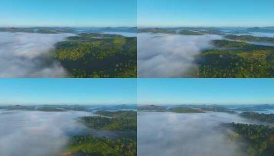 航拍云雾中的茶山茶园高清在线视频素材下载