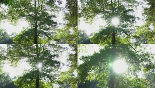 广州天河华南植物园树木阳光树叶高清在线视频素材下载