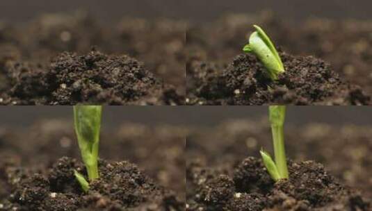 春天种子发芽破土而出高清在线视频素材下载