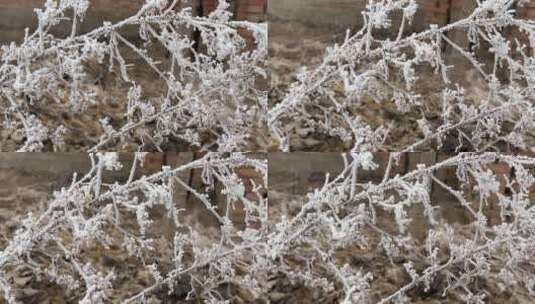 下霜的植物高清在线视频素材下载