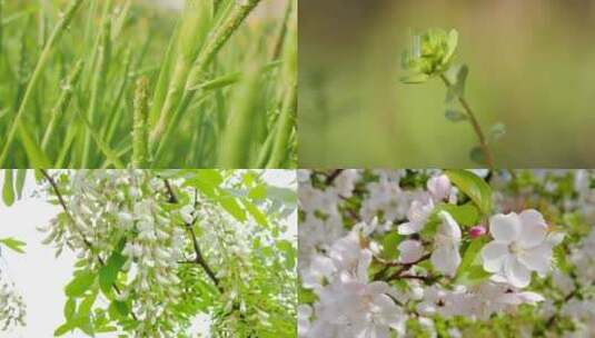 鲜花盛开高清在线视频素材下载