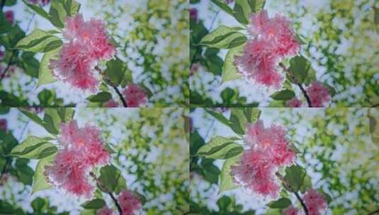 武汉小区花园里的樱花盛开高清在线视频素材下载