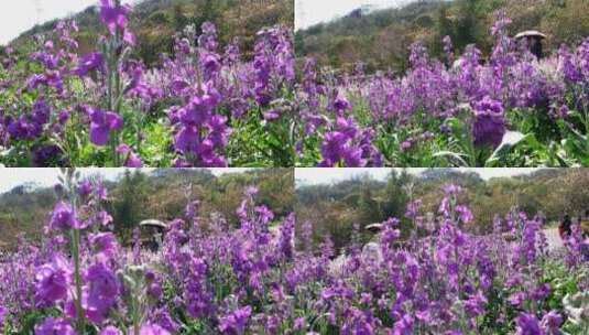 紫罗兰花柱花卉花朵植物绿化园林景观花草07高清在线视频素材下载