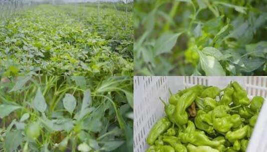 辣椒种植采摘高清素材高清在线视频素材下载