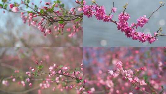 春天春暖花开春意盎然高清在线视频素材下载