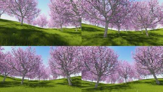 天的粉色树樱花苹果园高清在线视频素材下载