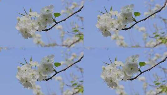 春暖花开梨花盛开景观高清在线视频素材下载