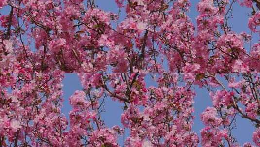 春天盛开的海棠花高清在线视频素材下载