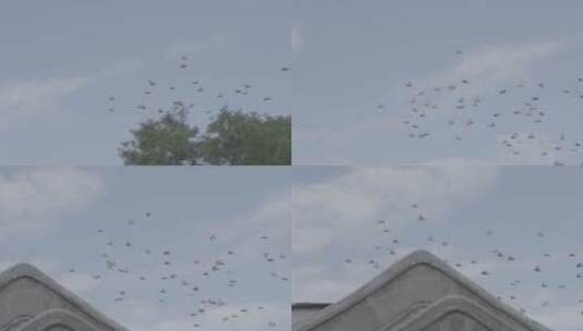 鸽子飞翔在天空高清在线视频素材下载
