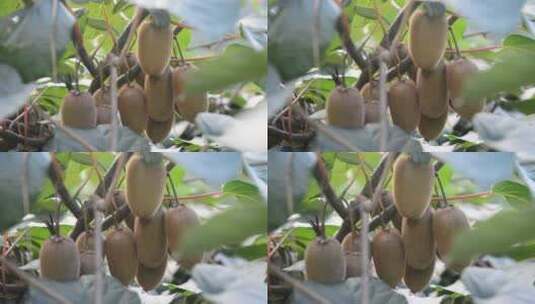农村成熟的猕猴桃奇异果果实高清在线视频素材下载