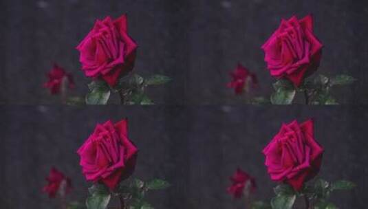 微风中红色美丽的玫瑰花特写高清在线视频素材下载