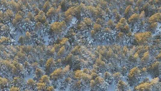 森林草原过渡地带樟子松林雪景高清在线视频素材下载