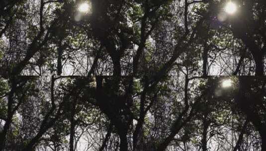 仰望树林阳光抬头看树林天空仰拍树木剪影高清在线视频素材下载
