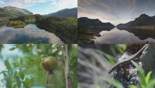 天空之镜延时风光素材合集 森林中的瀑布湖泊和可爱生物高清在线视频素材下载