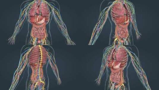 医学人体器官动画 神经 动脉 器官 动画高清在线视频素材下载