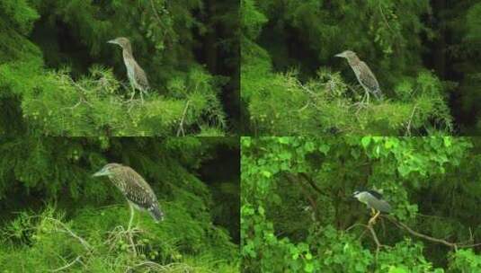 白鹭 公园沼泽 群鸟 灰鹭高清在线视频素材下载