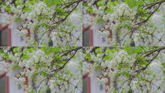 春天在微风中盛开的丁香花高清在线视频素材下载