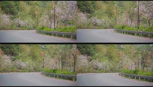 4k春季路边洋紫荆花边界绿化阳光唯美高清在线视频素材下载