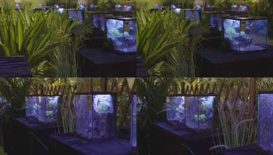 昆虫展览馆玻璃箱高清在线视频素材下载