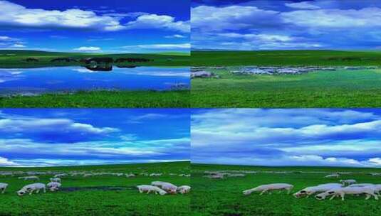 竖版-草原上水边吃草的牛群羊群高清在线视频素材下载