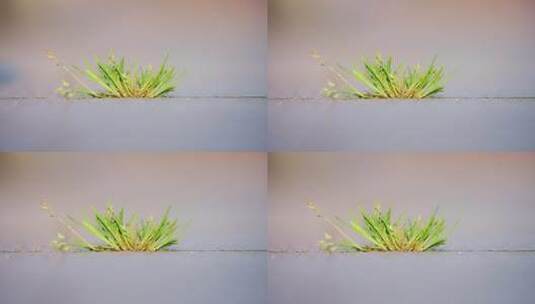 石缝里的小草坚韧的小草高清在线视频素材下载