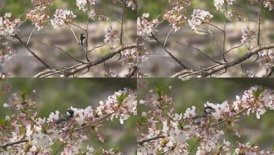 自然风光 樱花树上的小鸟春天来了高清在线视频素材下载