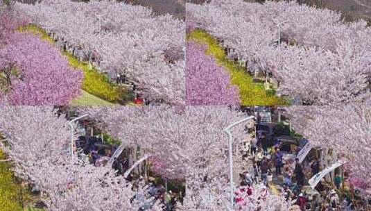 樱花节樱花市集春天市集50帧高清在线视频素材下载