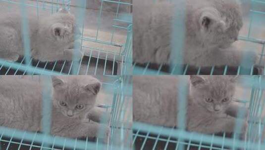笼子里的猫高清在线视频素材下载