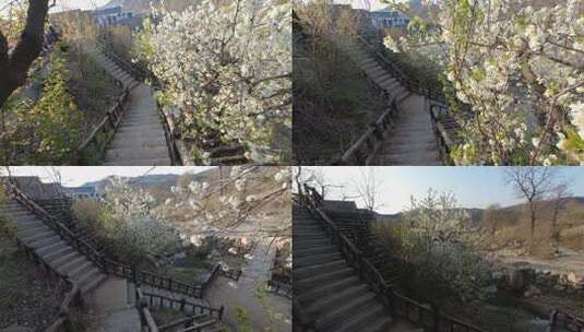 山东文登昆嵛山六度寺村的樱桃花高清在线视频素材下载