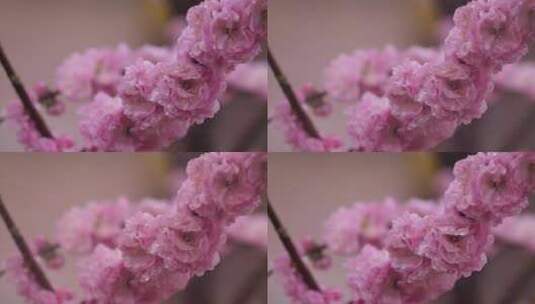 唯美花朵高清在线视频素材下载