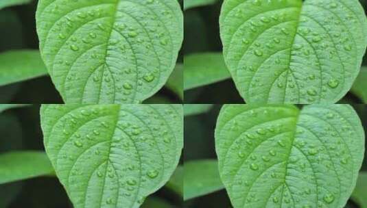 雨后的植物叶子高清在线视频素材下载