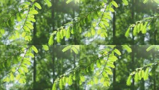 升格拍摄随风摇曳的绿色水杉树叶高清在线视频素材下载